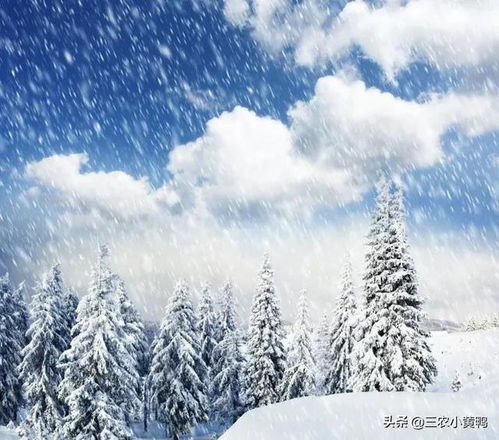 东北局地特大暴雪破纪录，风雪中的挑战与应对