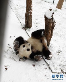 熊猫雪中嬉戏，意外创造椰蓉面包奇遇记