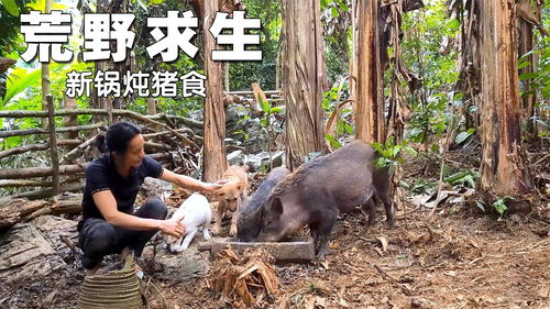 荒野求生，数十头野猪拖家带口，无奈乞讨为生