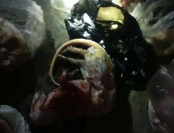 下水道奇遇，国家一级保护动物的意外发现