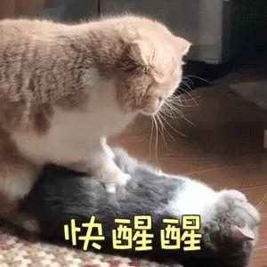 骗子转钱背后的真相