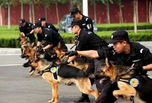 警犬因上班没精神被通报批评，警犬工作压力与福利保障引关注