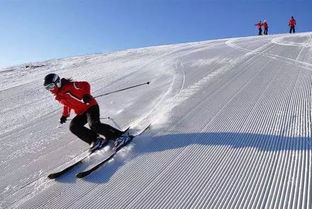 狗狗的滑雪秀，一次意外而有趣的滑雪体验