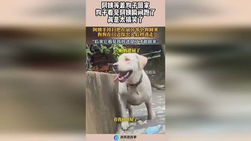 第1批回村的狗子，一场关于忠诚与冒险的回家之旅