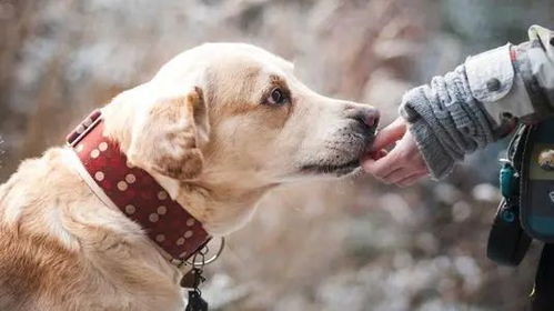 统一公布全国禁养犬名录，构建和谐社区安全防线