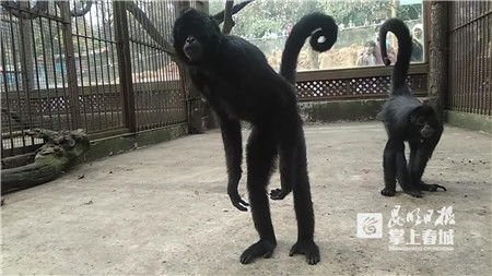 探索奇妙世界，动物园的蜘蛛猴与游客的亲密互动