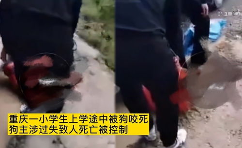 惊魂一刻，7岁男孩上学途中遭3只大型犬撕咬