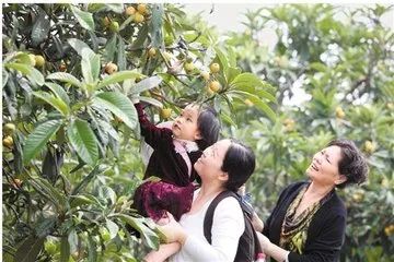 游客私自采摘枇杷，如何合理理赔的探讨