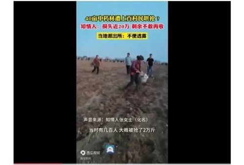 安徽500亩土豆遭村民哄抢事件深度剖析