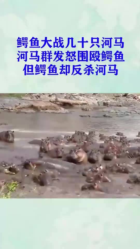 文明之殇，女子动物园制止不文明行为反遭群殴，社会道德底线何在？