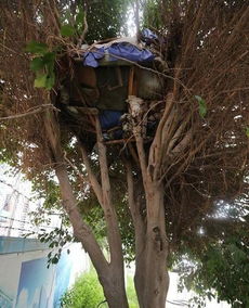 福建公园80万天价树现状堪忧，多棵死亡，引发社会关注