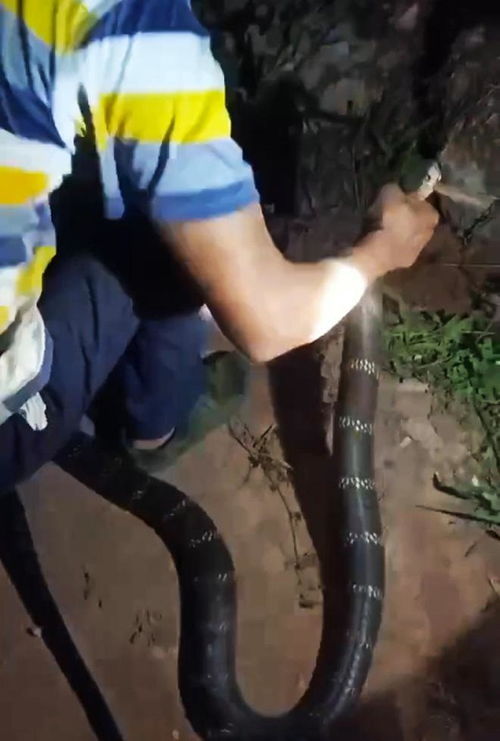 男子徒手抓蛇甩成“大风车”