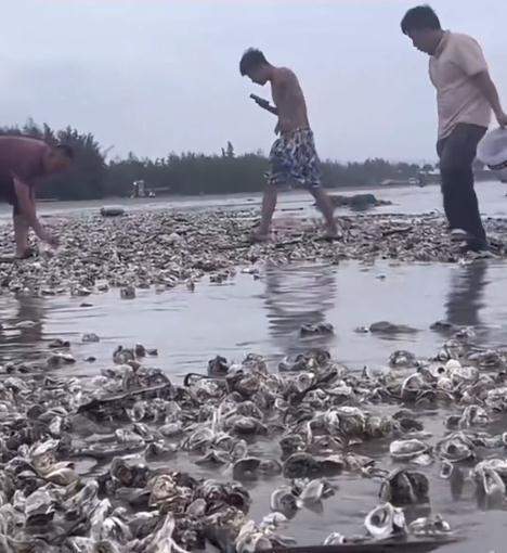 台风过后广东一海滩现大量生蚝