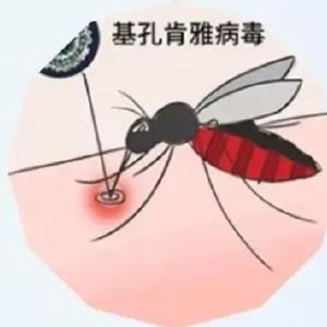 基孔肯雅热为何传播这么快?如何预防？
