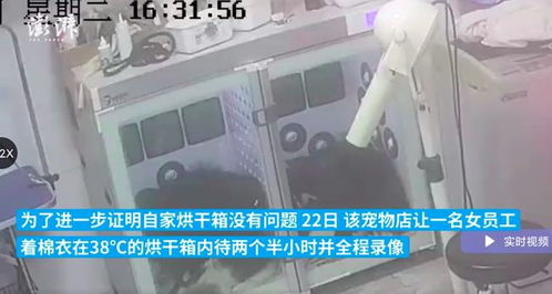 狗狗疑被宠物店放烘干箱1小时烤死