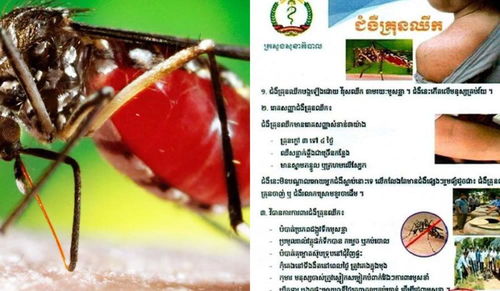 村民集体点蚊香能防基孔肯雅热吗