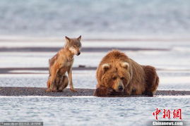 日本北海道棕熊国道上猎杀活鹿