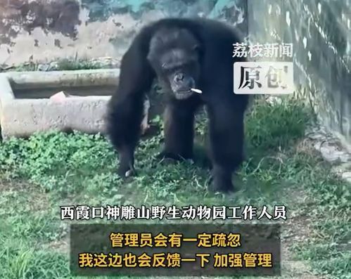 动物园游客抛烟大猩猩叼起猛抽