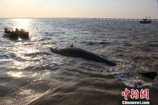 日本海啸 多条抹香鲸集体搁浅