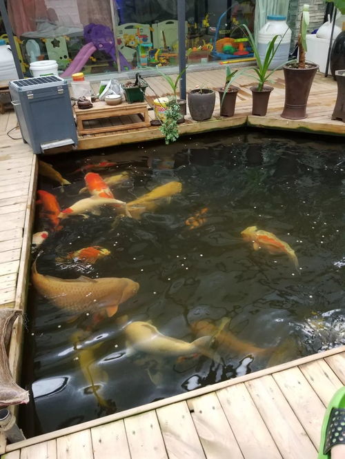 男子喂鱼忘送娃上课被妻子踹进鱼池