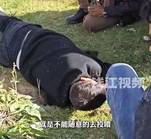 川西土拨鼠偷走自驾游网友车钥匙