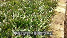 小区给绿植撑伞防晒:数万元一棵