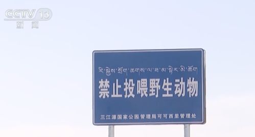 男子无人区投喂狼反遭\背刺\