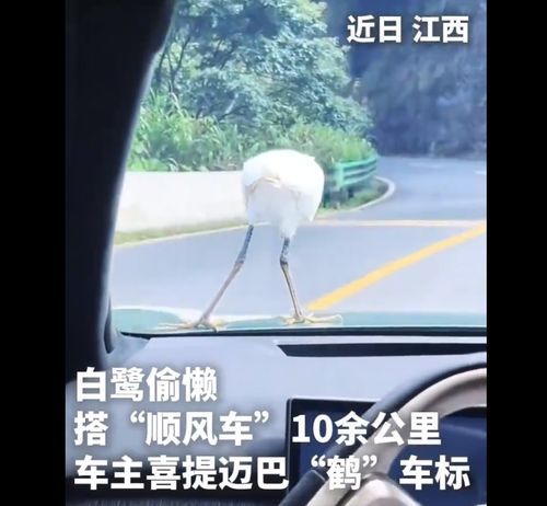 白鹭搭车 车主喜提迈巴“鹤”车标