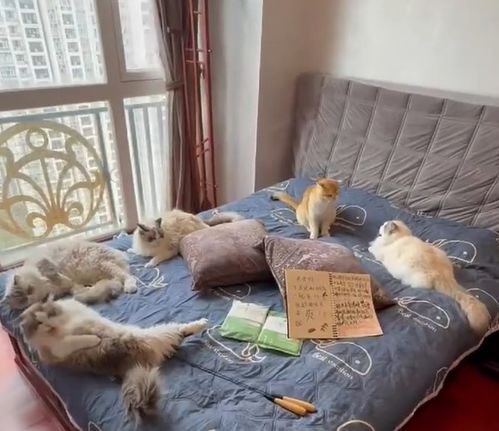 民宿推出“猫咪侍寝”服务 每晚超千元